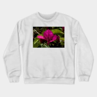 Bougainvillea Close Up Crewneck Sweatshirt